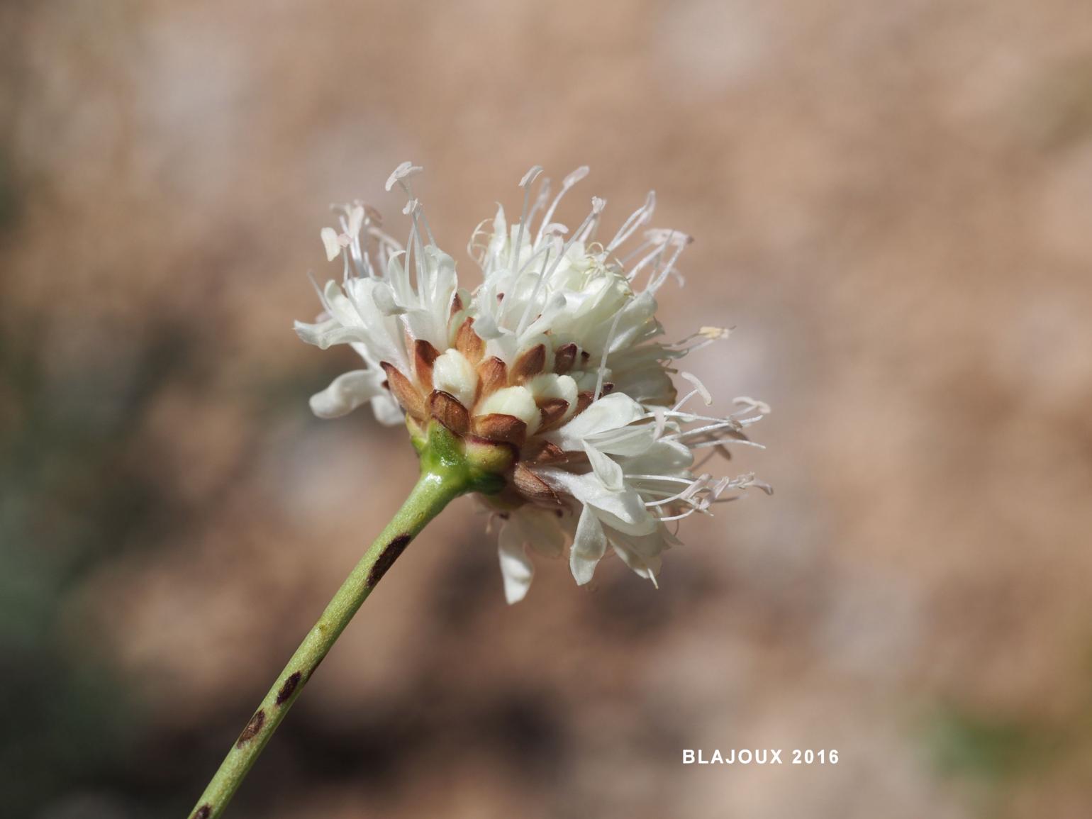 Cephalaria